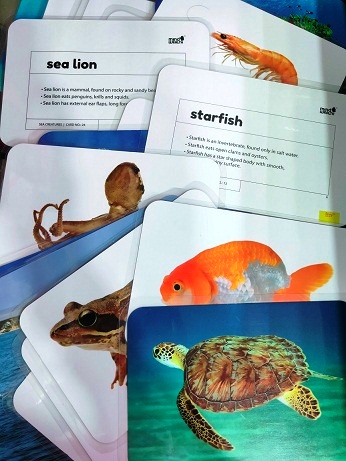 HUNGRY BRAIN SEA CREATURES flash cards