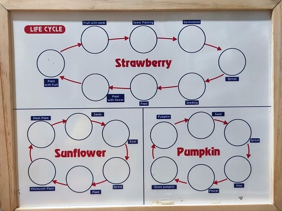 MAGNETIC LIFE CYCLE