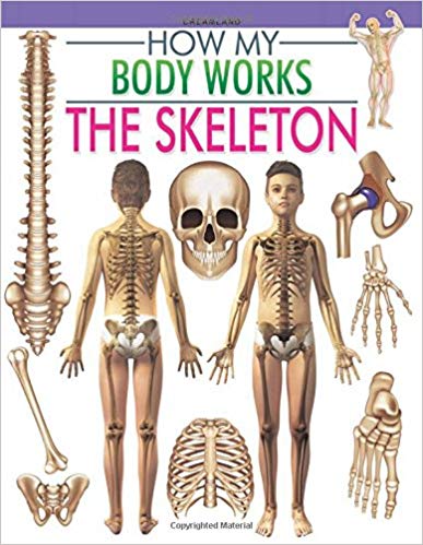 HOW MY BODY WORKS the skeleton