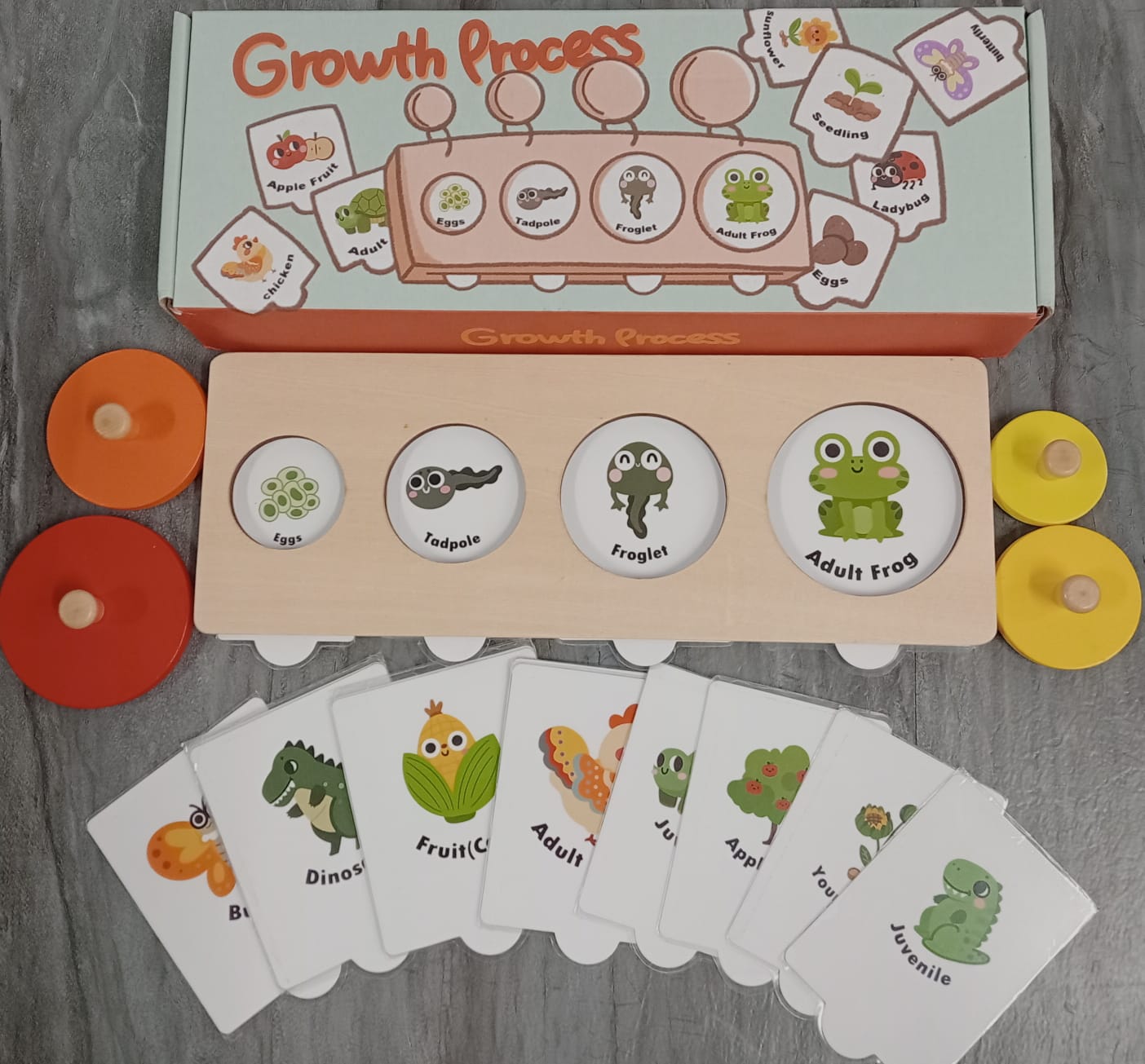 GROWTH PROCESS 8 LIFE CYCLES