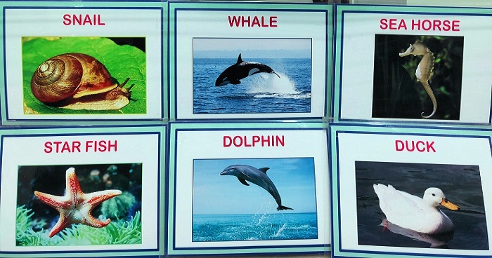 SEA ANIMAL flash cards