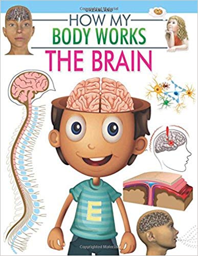 HOW MY BODY WORKS the brain