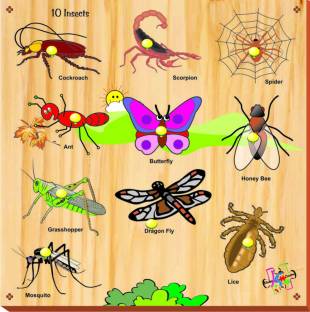 WOODEN 10 INSECTS