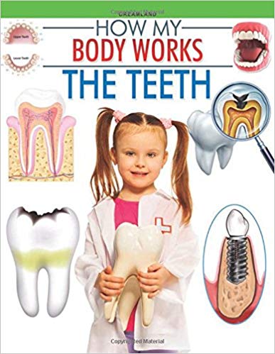 HOW MY BODY WORKS the teeth