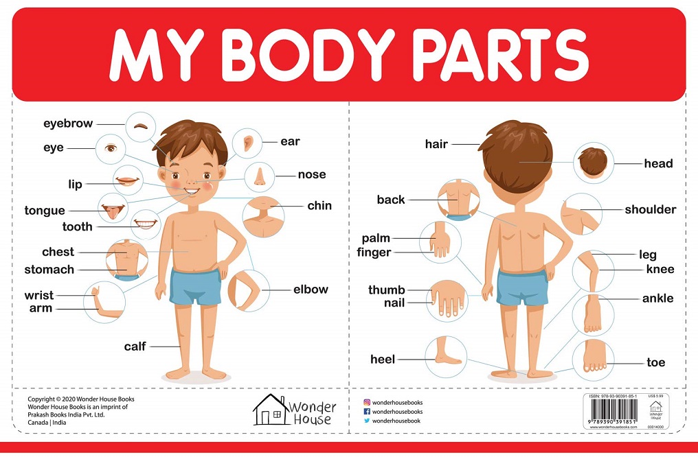 MY BODY PARTS chart